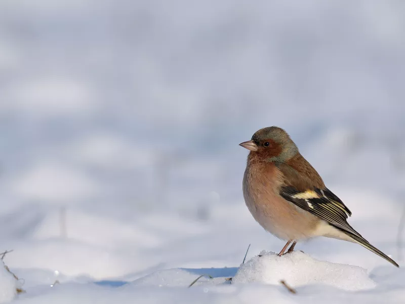 Les graines de tournesol pour les oiseaux de la nature en hiver