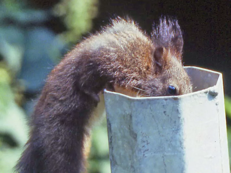 ecureuil, poteaux