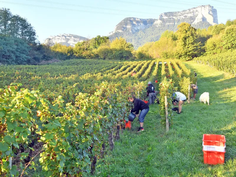 Vendanges - Coteaux Gresivaudan