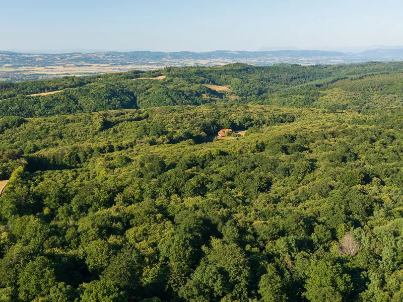 Chambaran forêt